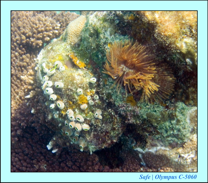 2008 - 07 - Redang - 055